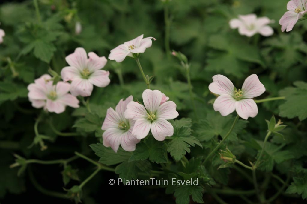 Geranium ‚Bremdream‘ (DREAMLAND)