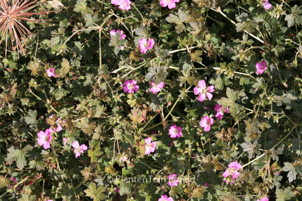 Geranium ‚Bremery‘ (ORKNEY CHERRY)