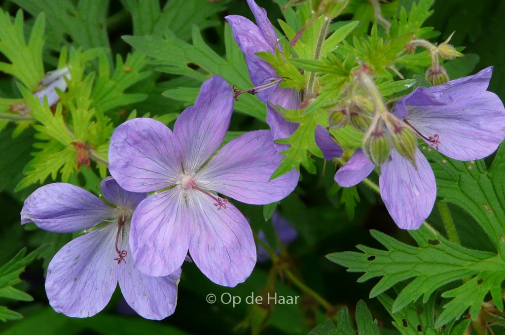 Geranium ‚Brookside‘