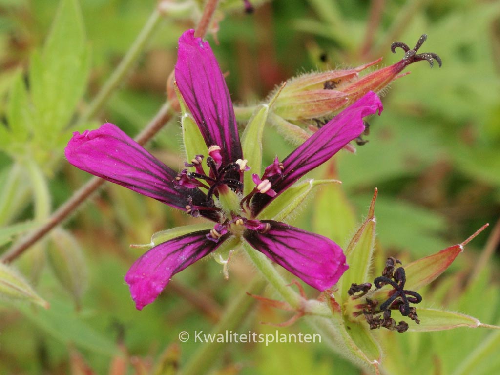 Geranium ‚Catherine Deneuve‘