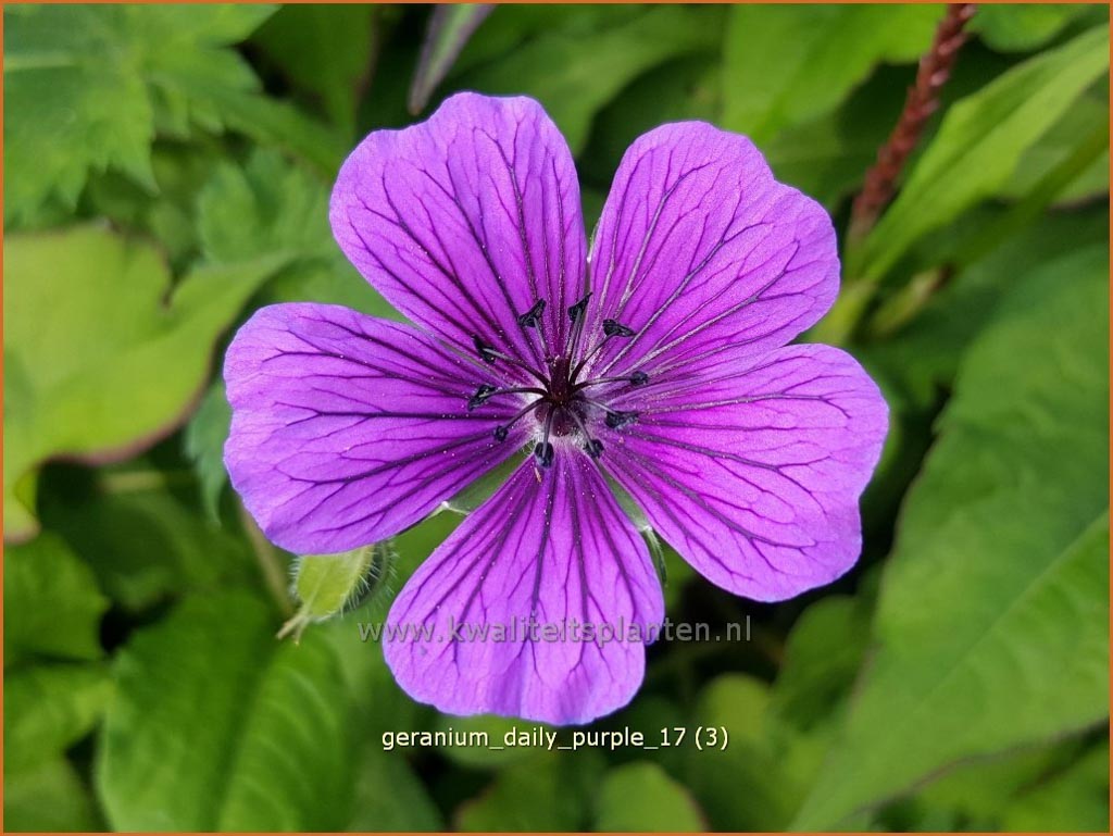 Geranium ‚Daily Purple‘