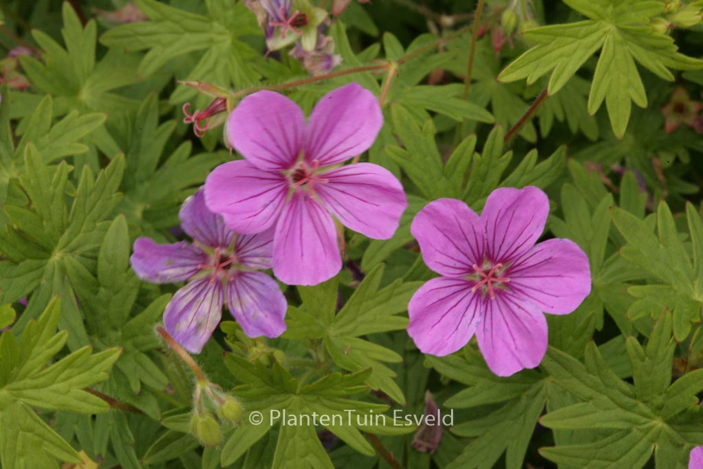 Geranium ‚Dilys‘