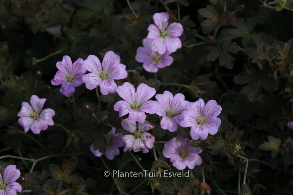 Geranium ‚Dusky Crug‘