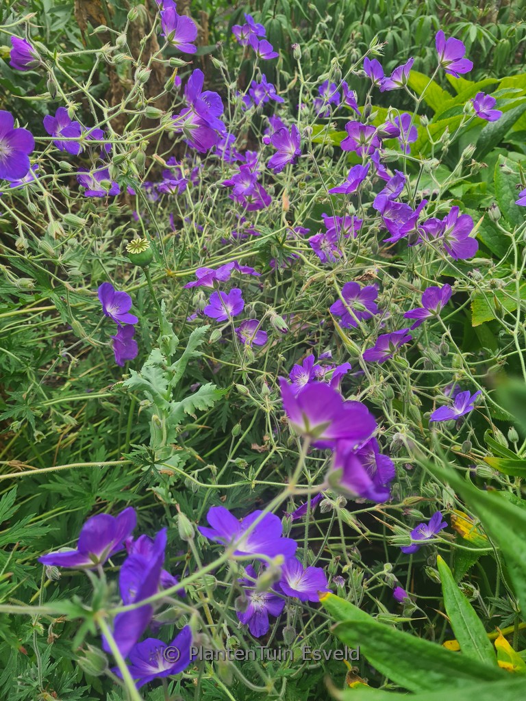 Geranium ‚Eureka Blue‘