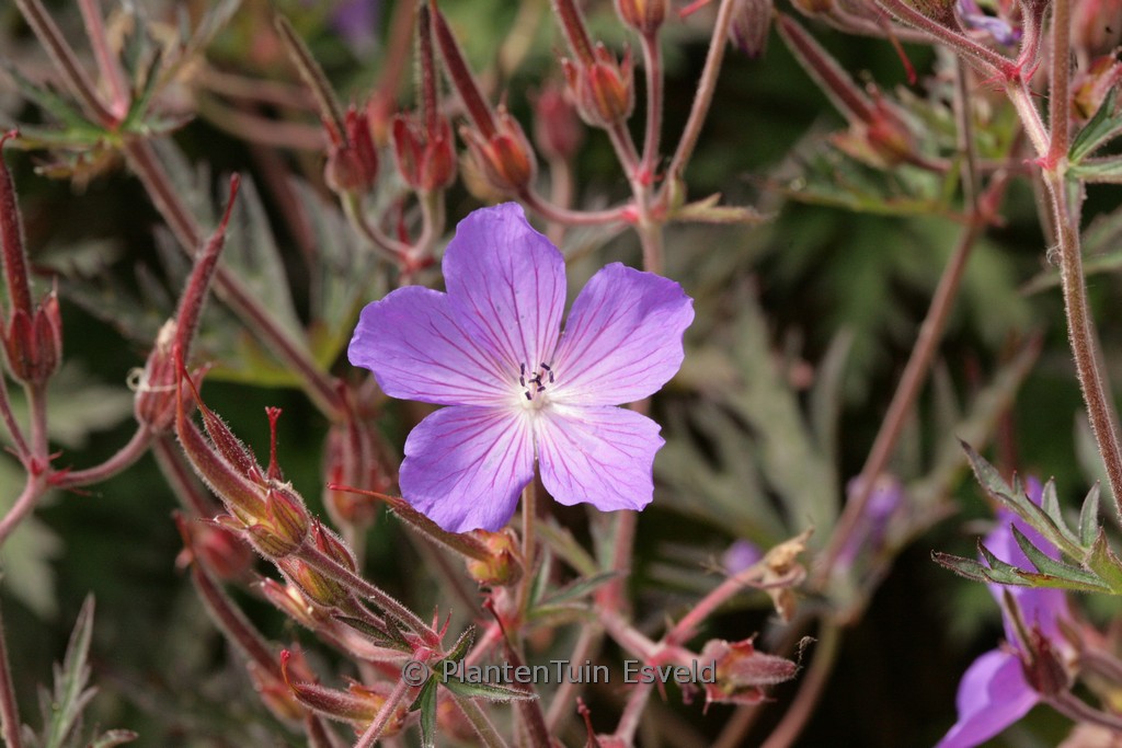 Geranium ‚Femme Fatale‘