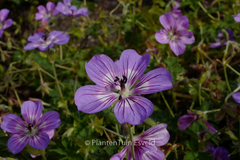 Geranium ‚Havana Blues‘