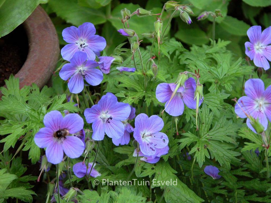 Geranium ‚Johnson’s Blue‘