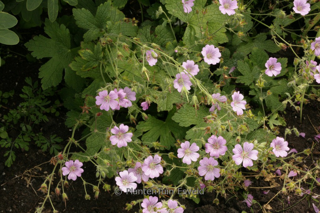 Geranium ‚Karen Wouters‘