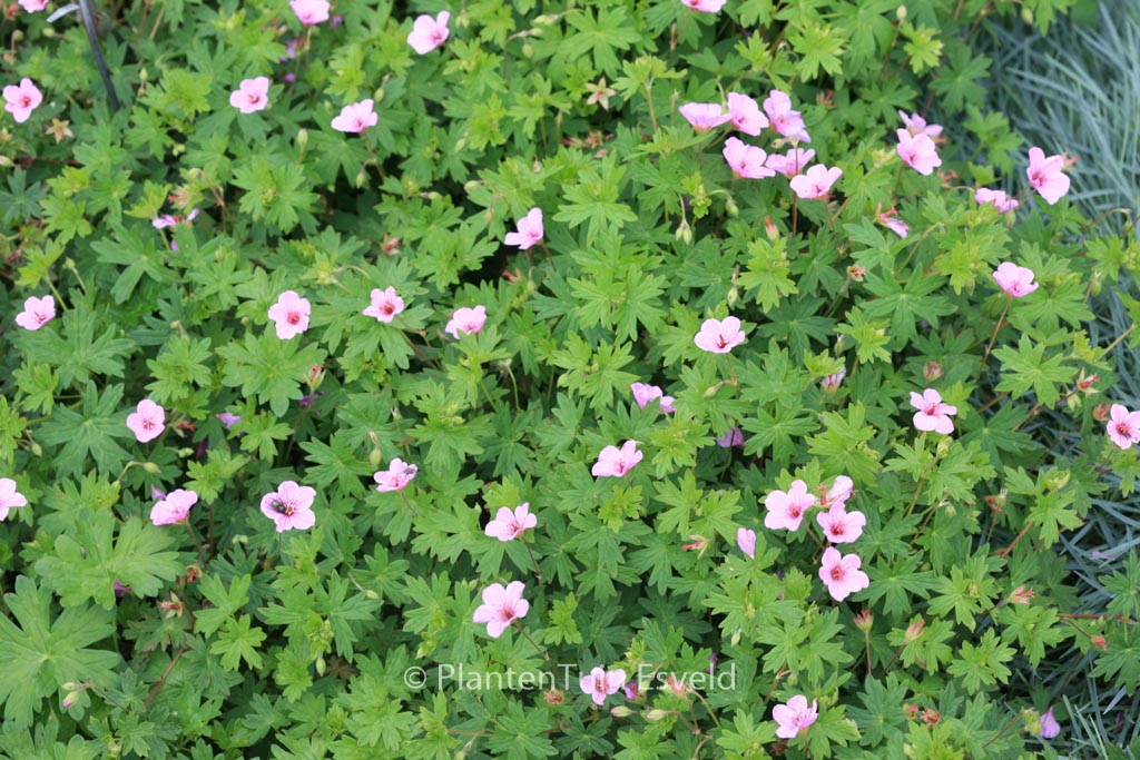 Geranium ‚Light Dilys‘