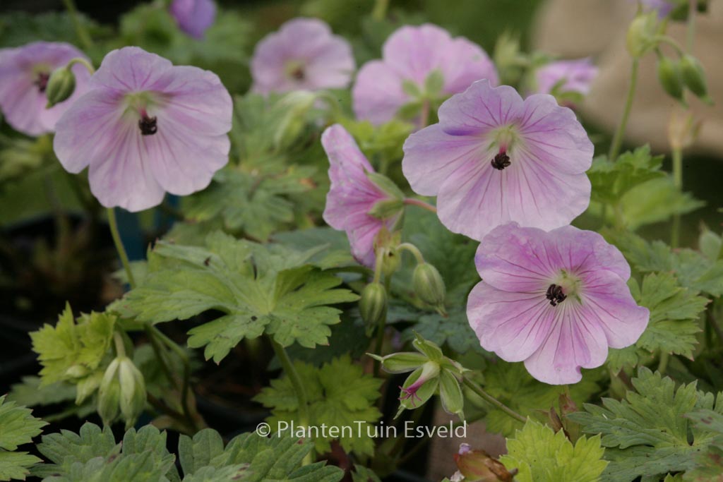 Geranium ‚Lilac Ice‘
