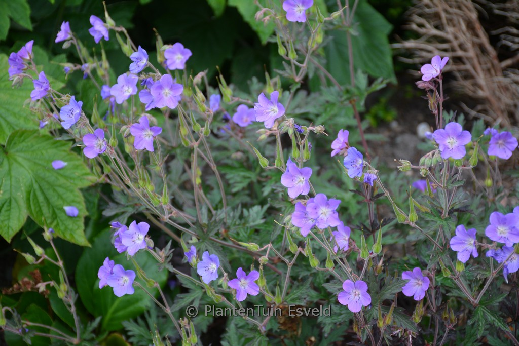 Geranium ‚Neelkaya‘ (KAYA)