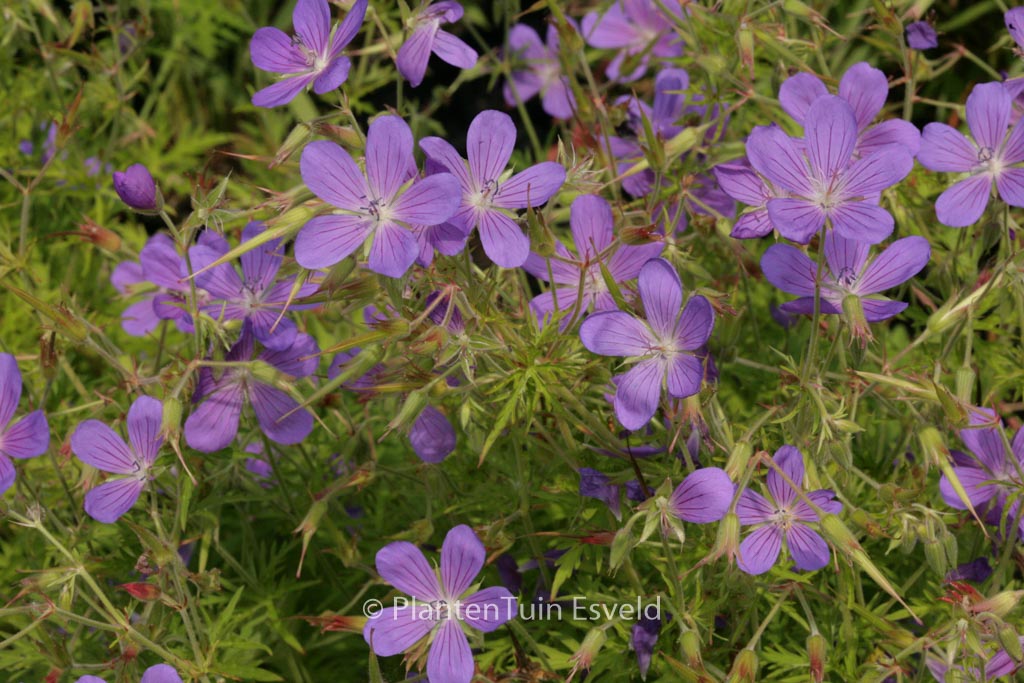 Geranium ‚Nimbus‘