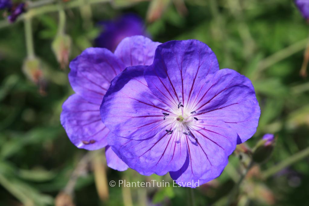 Geranium ‚Orion‘