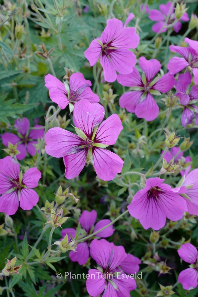 Geranium ‚Patricia‘