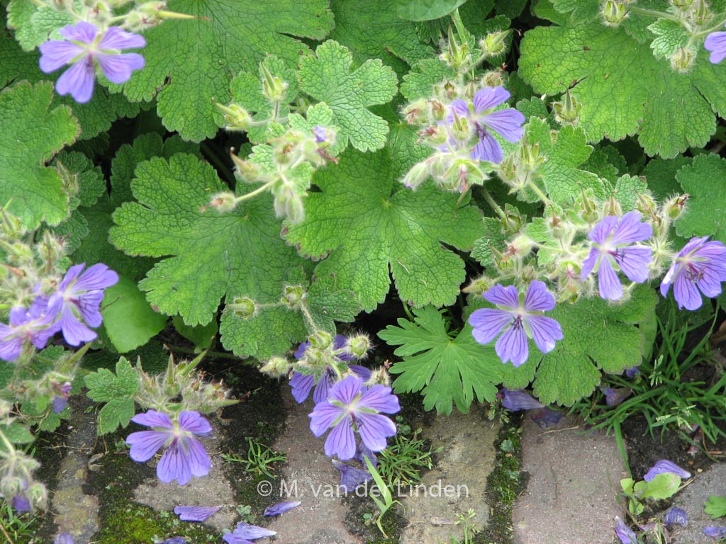 Geranium ‚Philippe Vapelle‘
