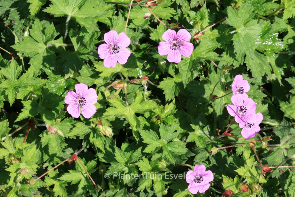 Geranium ‚Pink Penny‘