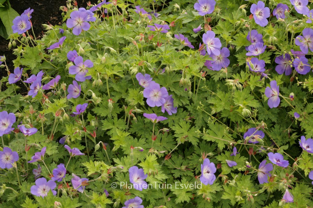 Geranium ‚Rozanne‘
