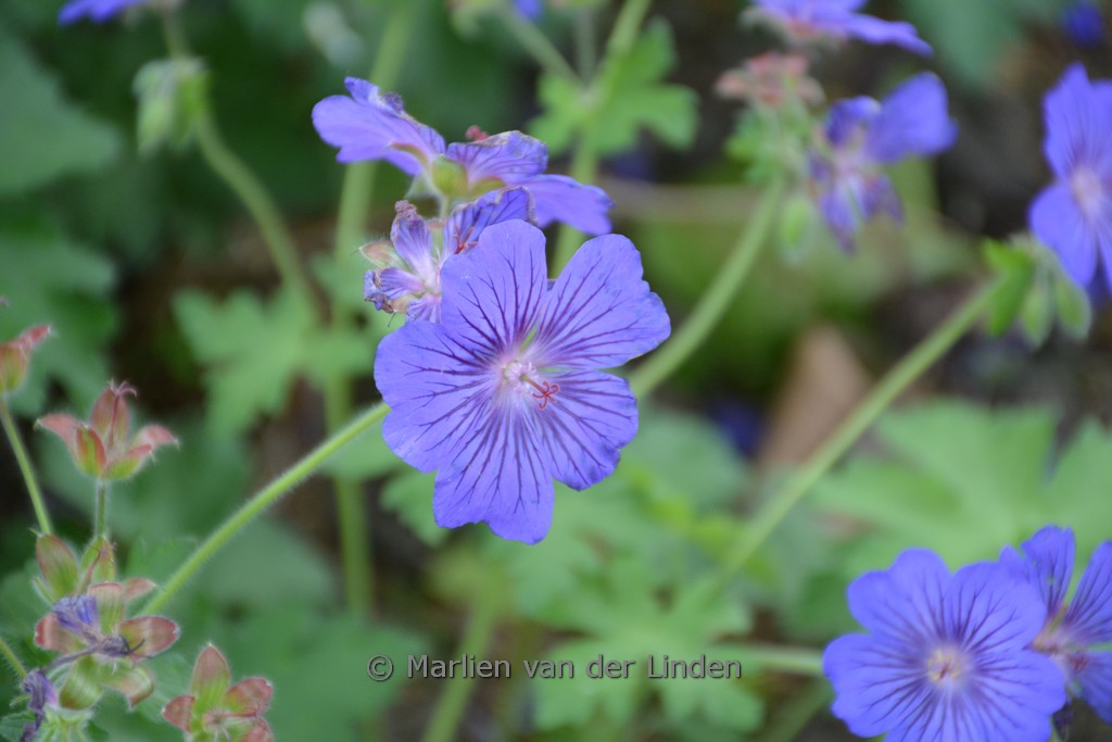 Geranium ‚Sabani Blue‘