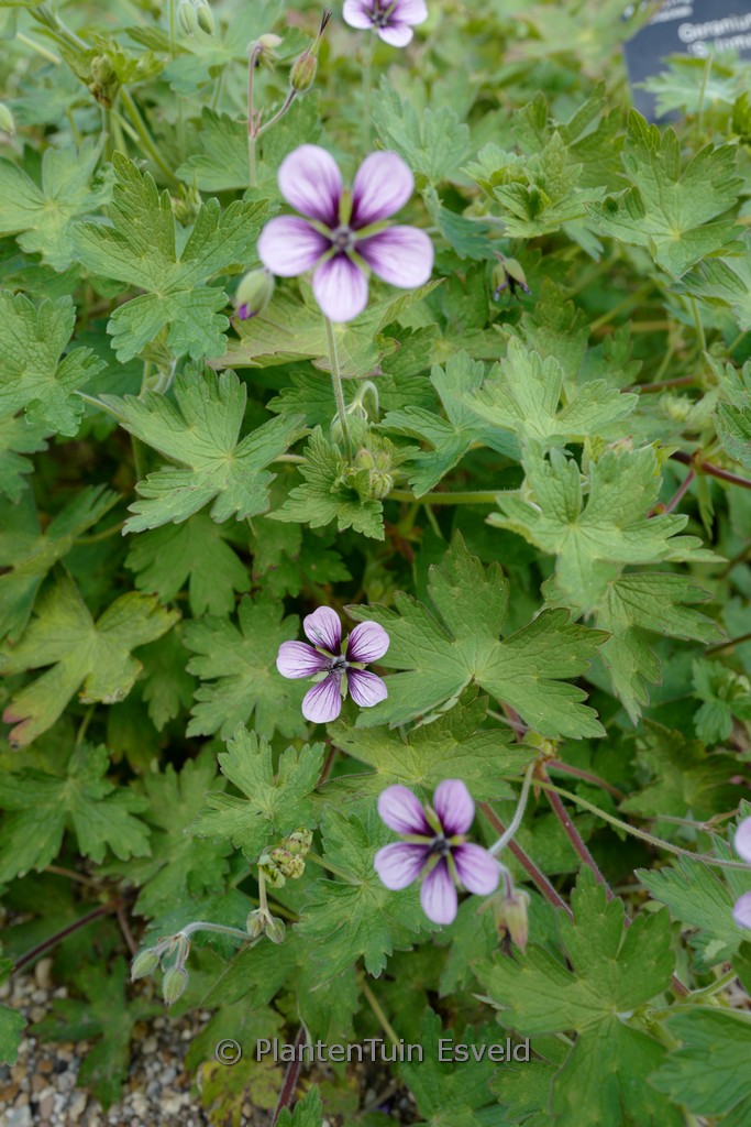 Geranium ‚Salome‘