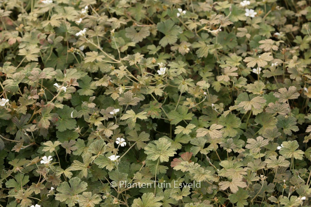 Geranium ‚Sanne‘