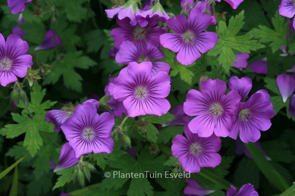 Geranium ‚Sirak‘