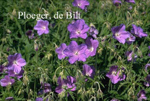 Geranium ‚Spinners‘