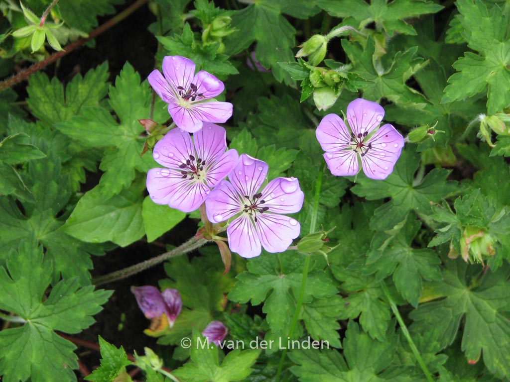 Geranium ‚Sweet Heidy‘