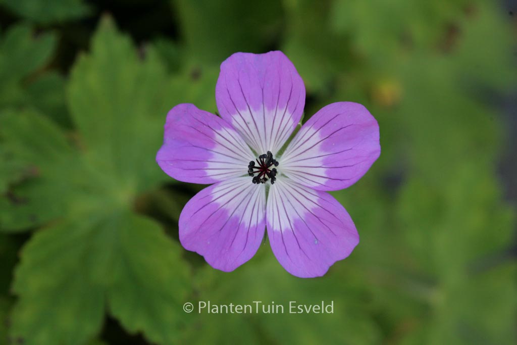 Geranium ‚Sylvia’s Surprise‘