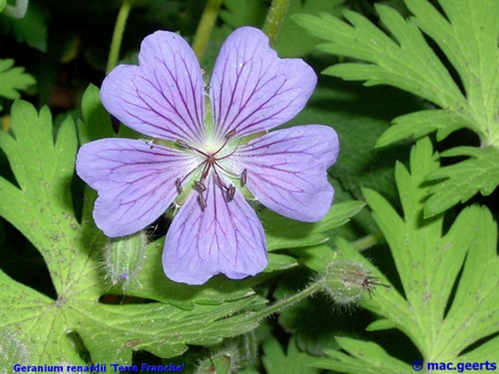 Geranium ‚Terre Franche‘