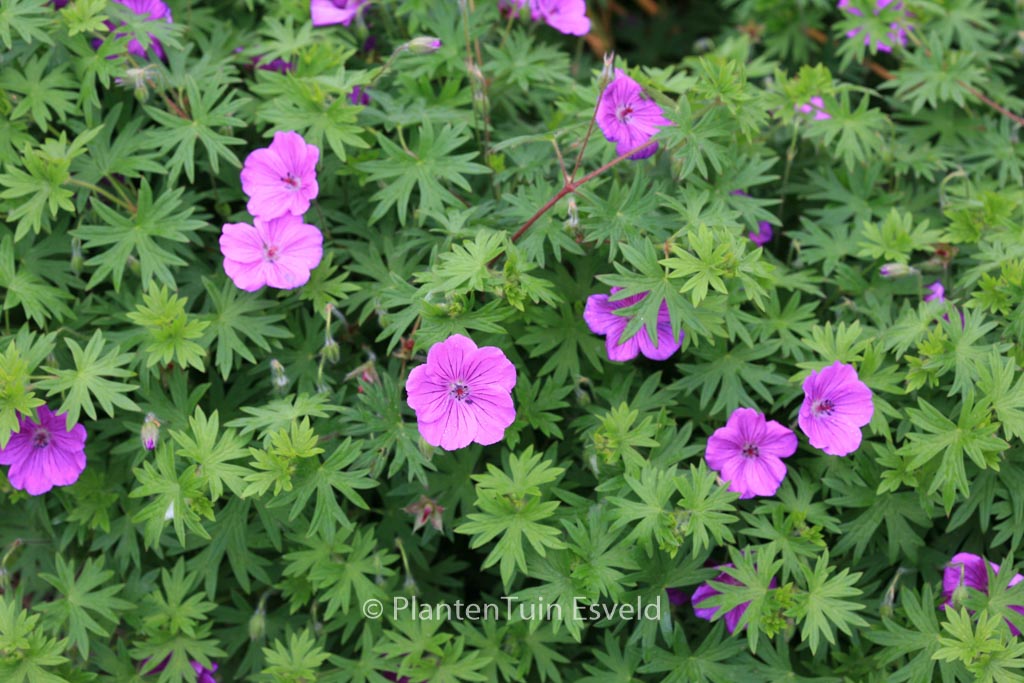 Geranium ‚Tiny Monster‘
