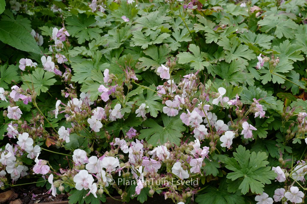 Geranium cantabrigiense ‚Biokovo‘