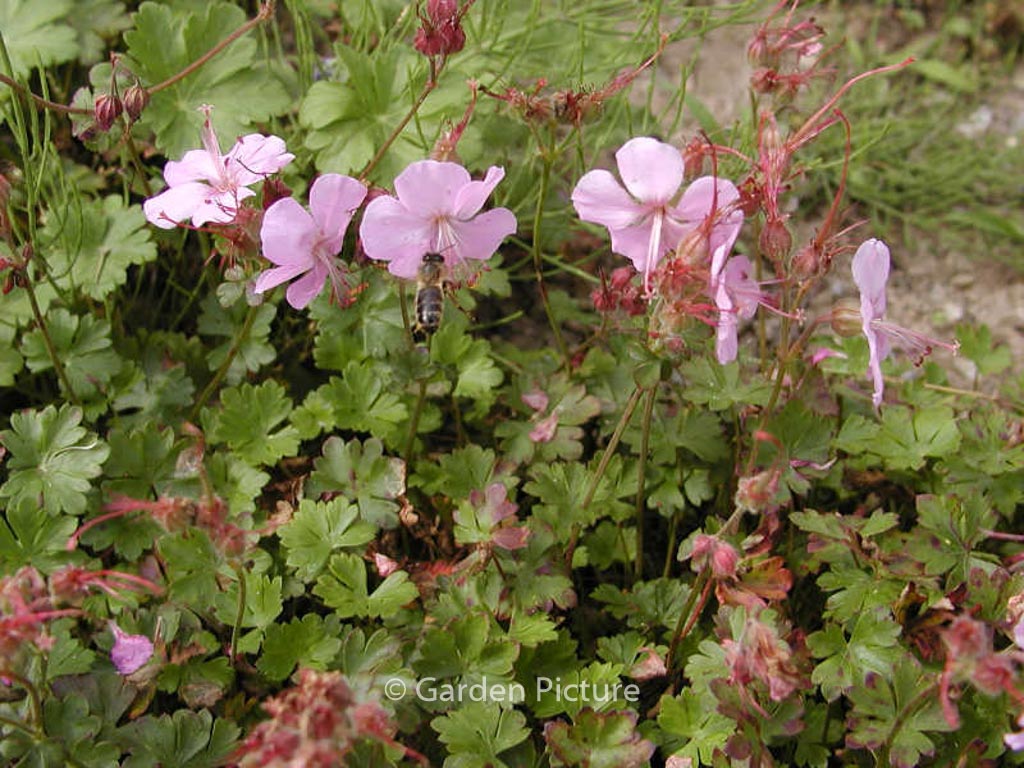 Geranium cantabrigiense ‚Karmina‘