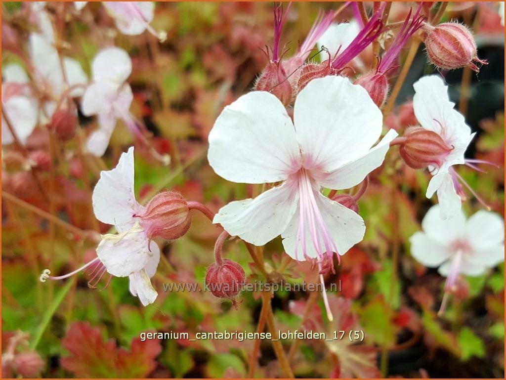 Geranium cantabrigiense ‚Lohfelden‘