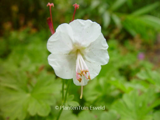 Geranium cantabrigiense ‚St. Ola‘