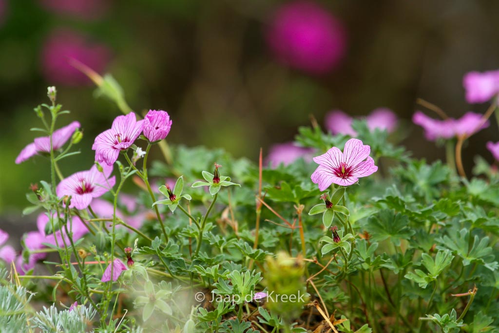 Geranium cinereum ‚Ballerina‘