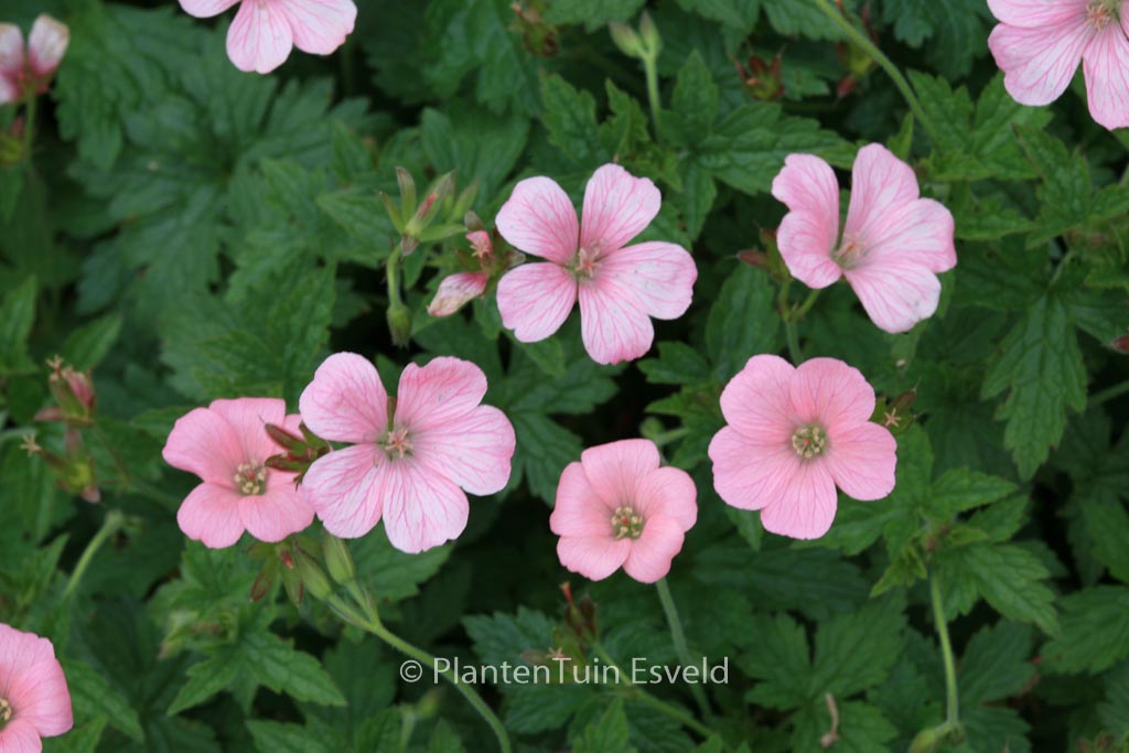 Geranium endressii ‚Wargrave Pink‘
