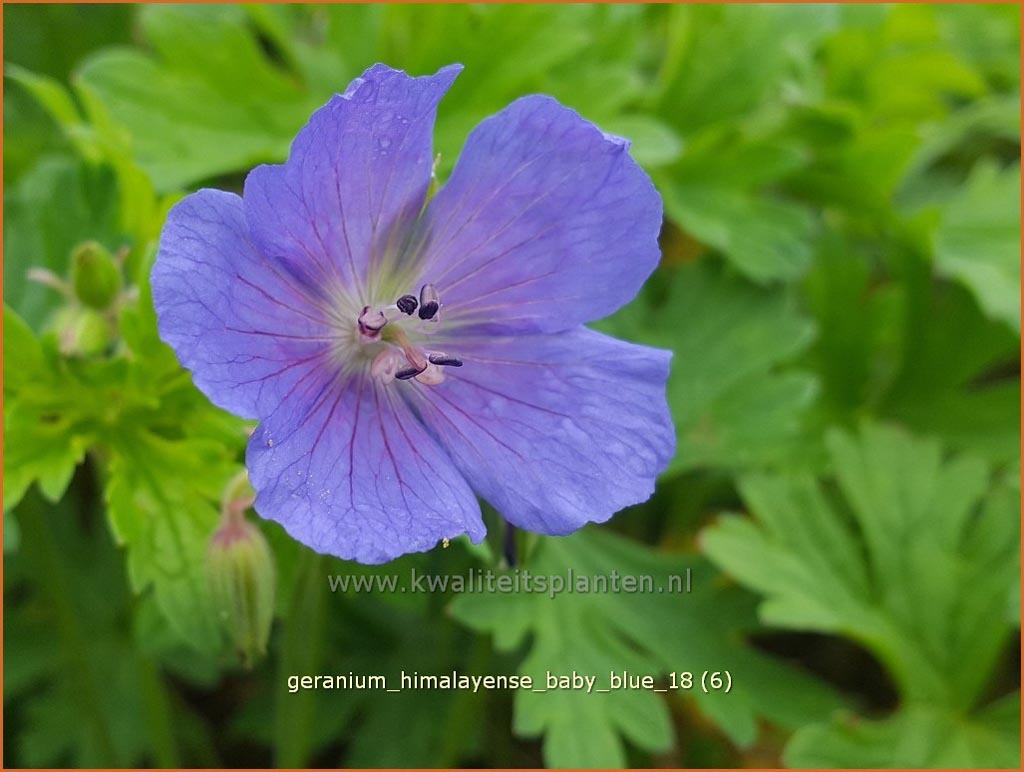 Geranium himalayense ‚Baby Blue‘