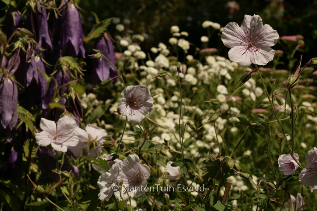 Geranium himalayense ‚Derrick Cook‘