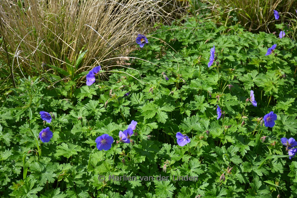Geranium himalayense ‚Gravetye‘