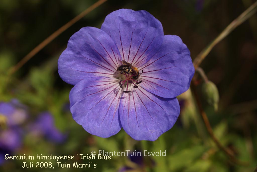 Geranium himalayense ‚Irish Blue‘