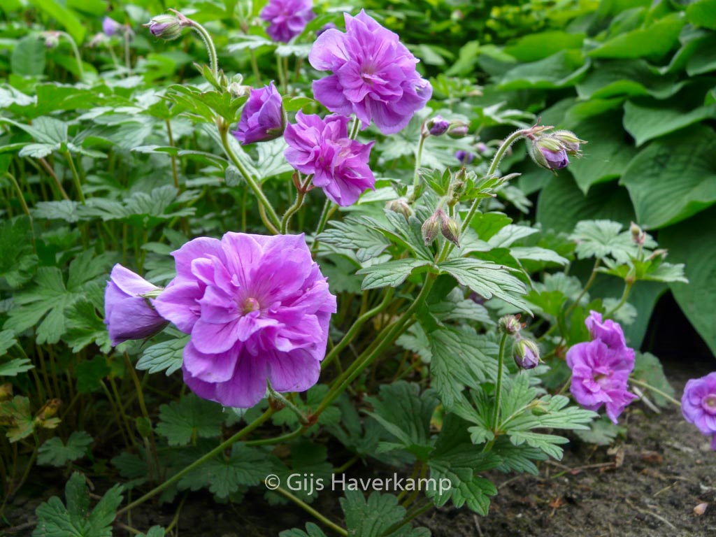 Geranium himalayense ‚Plenum‘