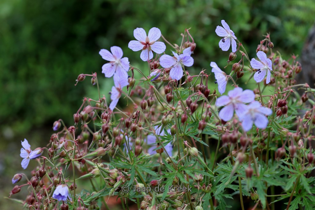 Geranium himalayense