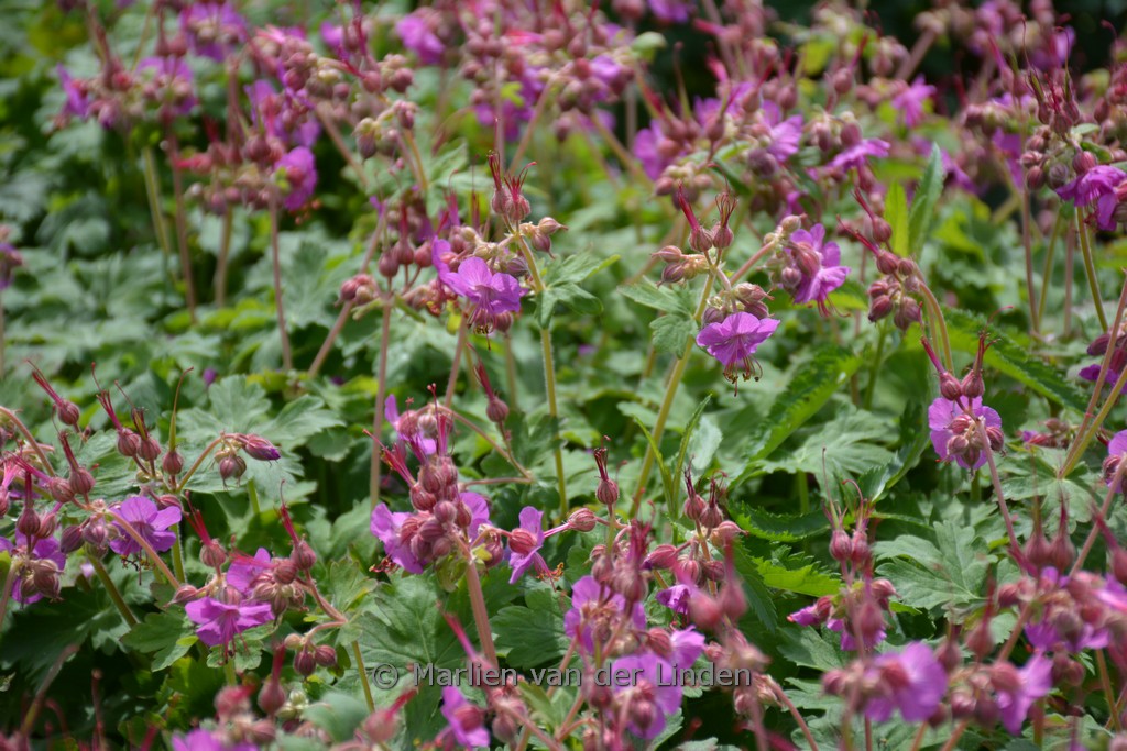 Geranium macrorrhizum ‚Bevan’s Variety‘