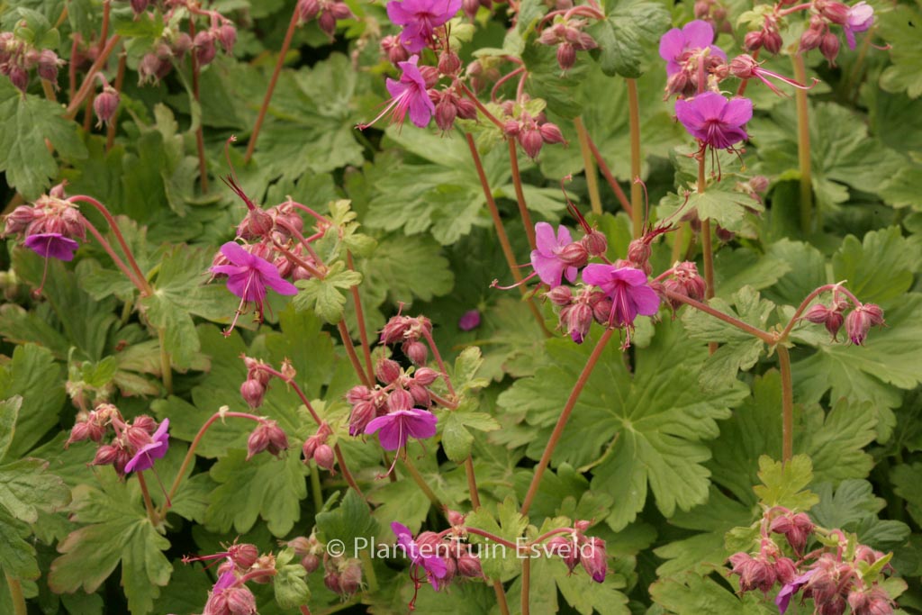 Geranium macrorrhizum ‚Czakor‘