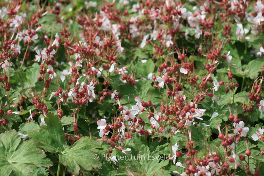Geranium macrorrhizum ‚Spessart‘