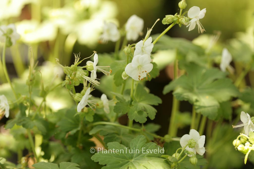 Geranium macrorrhizum ‚White Ness‘