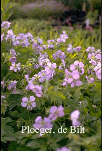 Geranium maculatum ‚Chatto‘
