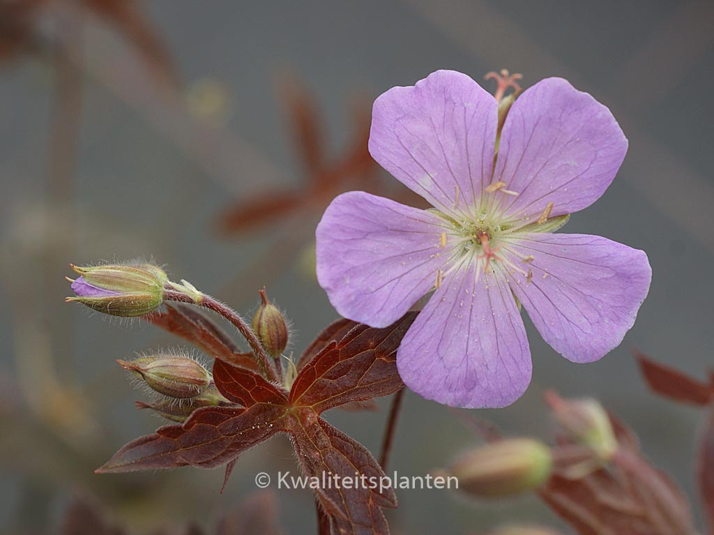 Geranium maculatum ‚Elizabeth Ann‘
