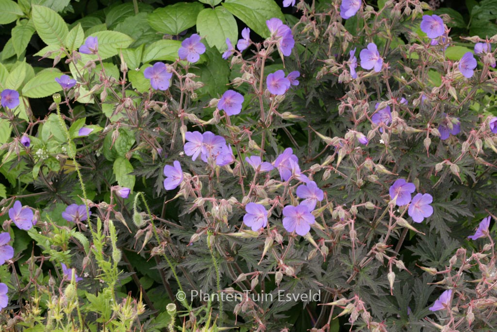 Geranium maculatum ‚Espresso‘