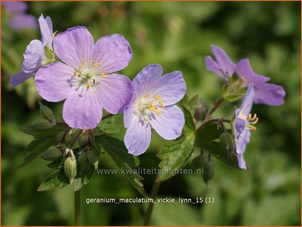 Geranium maculatum ‚Vickie Lynn‘